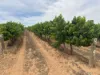 Lot 22 Brand Road, Cobdogla SA 5346-Image