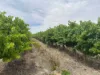 Lot 22 Brand Road, Cobdogla SA 5346-Image