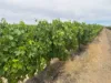 Lot 22 Brand Road, Cobdogla SA 5346-Image