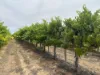 Lot 22 Brand Road, Cobdogla SA 5346-Image