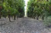 Lot 23 Weaber Plain Road, Kununurra, WA 6743-Image