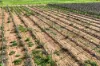 Lot 52 Hoffmann Road, Loveday SA 5345-Image