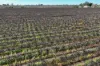 Lot 52 Hoffmann Road, Loveday SA 5345-Image