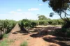 Lot 7 Pike Creek Road, Lyrup, SA 5343-Image