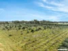 Lot 8 Tower Road, Lewiston, SA 5501-Image