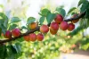 Sunfruit Orchards, Lake Boga, Vic 3584