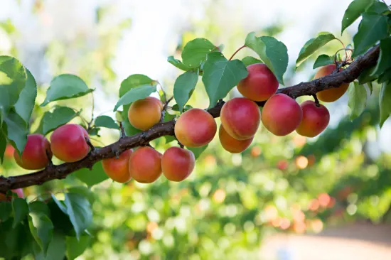 Sunfruit Orchards, Lake Boga, Vic 3584