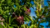 Sunfruit Orchards, Lake Boga, Vic 3584-Image