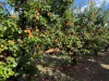 Sunfruit Orchards, Lake Boga, Vic 3584-Image