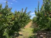 Sunfruit Orchards, Lake Boga, Vic 3584-Image