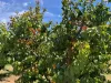 Sunfruit Orchards, Lake Boga, Vic 3584-Image
