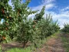 Sunfruit Orchards, Lake Boga, Vic 3584-Image