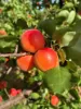 Sunfruit Orchards, Lake Boga, Vic 3584-Image