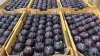 Sunfruit Orchards, Lake Boga, Vic 3584-Image