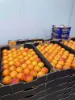 Sunfruit Orchards, Lake Boga, Vic 3584-Image