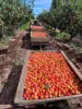 Sunfruit Orchards, Lake Boga, Vic 3584-Image