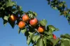 Sunfruit Orchards, Lake Boga, Vic 3584-Image