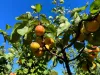 Sunfruit Orchards, Lake Boga, Vic 3584-Image
