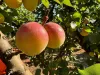 Sunfruit Orchards, Lake Boga, Vic 3584-Image
