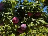 Sunfruit Orchards, Lake Boga, Vic 3584-Image