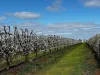 Sunfruit Orchards, Lake Boga, Vic 3584-Image