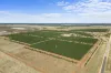 Sunfruit Orchards, Lake Boga, Vic 3584-Image