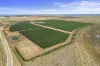 Sunfruit Orchards, Lake Boga, Vic 3584-Image