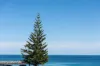 1/110 Marine Parade, Cottesloe, WA 6011-Image
