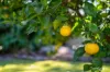 1-3 Nandala Drive, Tanah Merah, Qld 4128-Image