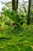1/4  Wallaby Road, Nimbin, NSW 2480-Image