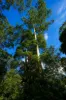 1/4  Wallaby Road, Nimbin, NSW 2480-Image