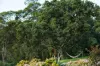 1 Bindaree Road, Lochiel, NSW 2549-Image