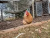 1 Cox Street, Branxholme, Vic 3302-Image