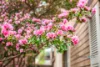 1 Glenview Close, Charlestown, NSW 2290-Image