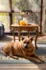 1 Harding Street, Watson, ACT 2602-Image