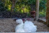 1 McRae Place, Kambah, ACT 2902-Image