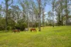 1 Nullamanna Road, Camp Mountain, Qld 4520-Image