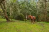 1 Nullamanna Road, Camp Mountain, Qld 4520-Image