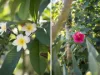 1 The Halyard, Corlette, NSW 2315-Image
