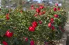 1 Yarrington Place, Glenorie, NSW 2157-Image