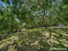 10 Ada Street, Triabunna, Tas 7190-Image