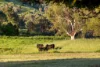 10 Bellenya Drive, Splitters Creek, NSW 2640-Image