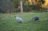 10 Bellenya Drive, Splitters Creek, NSW 2640-Image