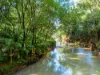 10 Botanic Court, Mullumbimby, NSW 2482-Image