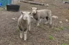 10 Cherilane Place, Magra, Tas 7140-Image