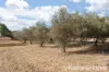 10 Cope Road, Gulgong, NSW 2852-Image