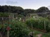 10 Fern Tree Drive, Grassy, Tas 7256-Image