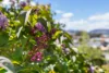 10 Govett Rise, Austins Ferry, Tas 7011-Image