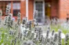 10 Halstead Street, Montello, Tas 7320-Image