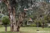 10 Homestead Way, Sunbury, Vic 3429-Image